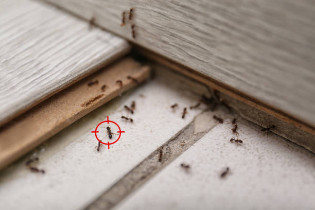 Reliable Neuse Forest, NC Pest Control Solutions
