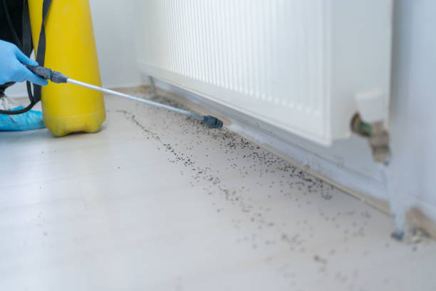 Best Affordable Pest Control Services  in Neuse Forest, NC