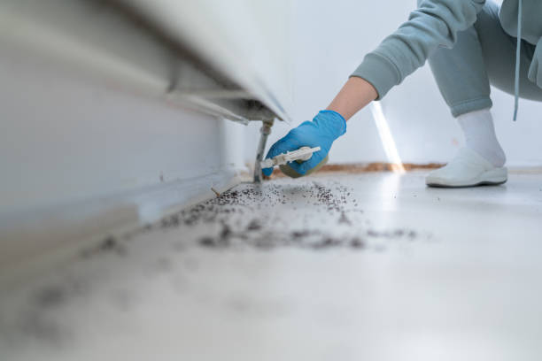 Best Wasp Removal Services  in Neuse Forest, NC